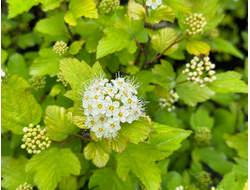 Пузыреплодник калинолистный «Ангел Голд» (Physocarpus opulifolius Angel Gold)