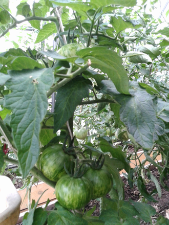 Семена томата Малиновая зебра Козула 138