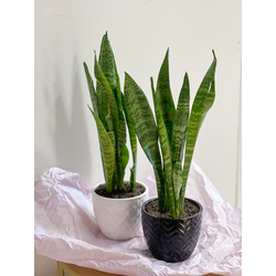 Сансеиверия зейланика