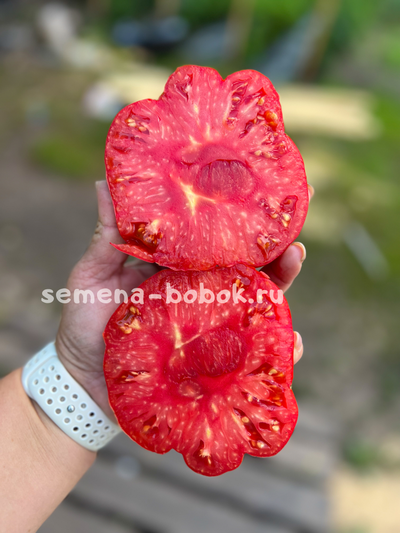 Томат Red Brandywine, Landis Valley (Красный Брендивайн Долина Лэндис), 10 шт