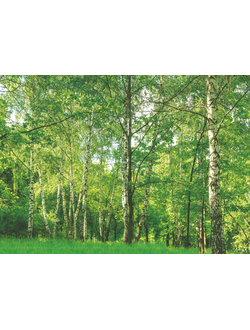 Фотообои Симфония "БЕРЕЗОВАЯ РОЩА"