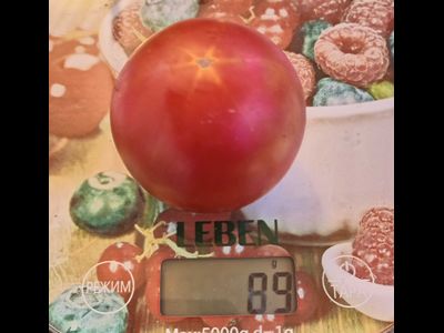 Томат Обильные (Сараева)