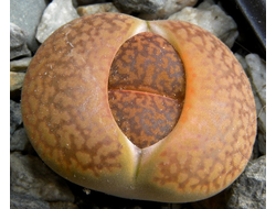 Lithops aucampiae v.koelemanii С256 (MG-1549.5 )