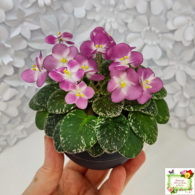 ML-Мама Ирочка (Miniviolets Lux) 2023 г.