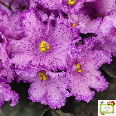 АВ-Самый Сок (Фиалковод) 2022 г.