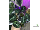 Аlocasia Black Velvet variegata / Алоказия Блек вельвет вариегатная