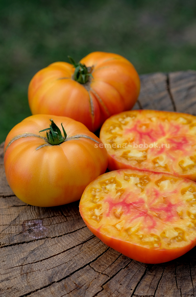 Томат Ярсон 34 (Jarson 34), 10 шт