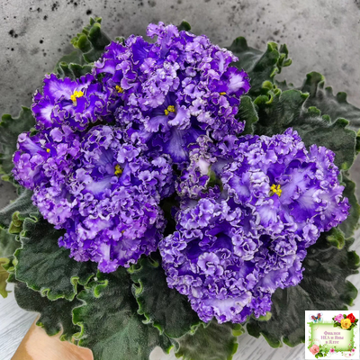 АВ-Озерная Фея (Фиалковод) 2017 г.