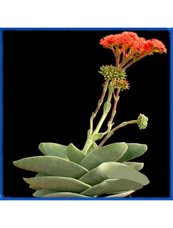 Crassula falcata