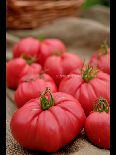 Томат Чалма Агры, 10 шт