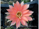 Echinopsis hybrid `Зорька` x Echinopsis hybrid `Карамель` - 5 семян