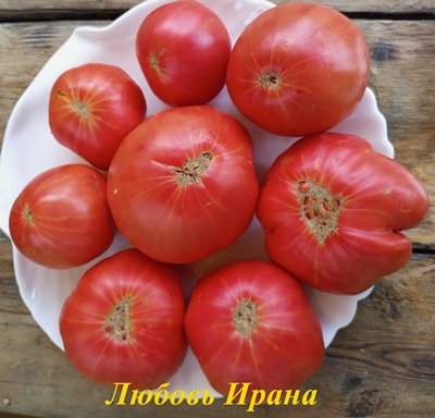 Томат Любовь Ирана