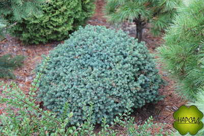 Ель СИЗАЯ карликовая подушковидная "ЭХИНИФОРМИС" (саженец 20х30 см)