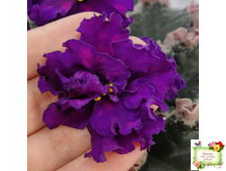 ВаТ-Тип-Топ (Т. Валькова) 2015 г.