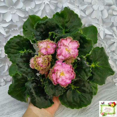 ЛЕ-Медуница (Е. Лебецкая) 2020 г.