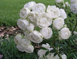 Роза полиантовая White Morsdag (Morsdag Alba, Morsdag Wit, Muttertag Weiss, White Mothersday), C5