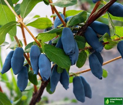 Жимолость канадская "Aurora" (Аврора)