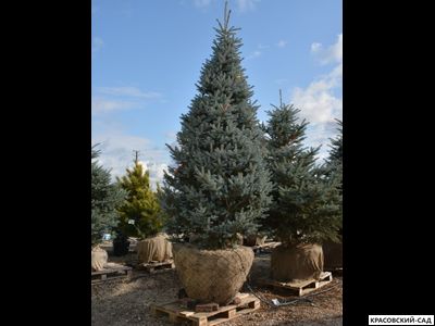 Ель Эдит - Edith