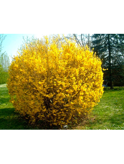 Форзиция промежуточная