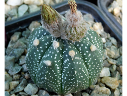 Astrophytum CAPAS Х A. asterias Hansomon - 5 семян