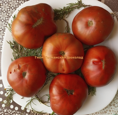 Томат Гном Тасманский шоколад (Dwarf Tasmanian Chocolate)