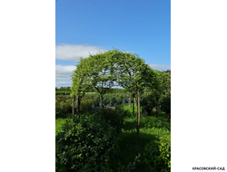 Топиар беседка из Лиственницы Кемпфера