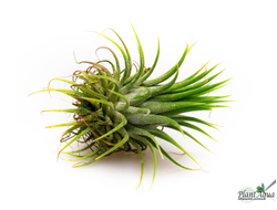 Тилландсия Ionantha stricta
