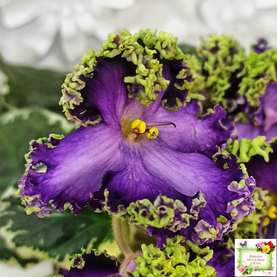 ЛЕ-Галатея Люкс (Е. Лебецкая) 2019 г.