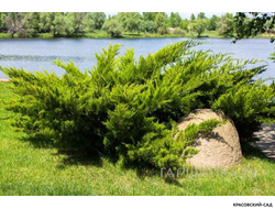 Можжевельник Мас  - Mas