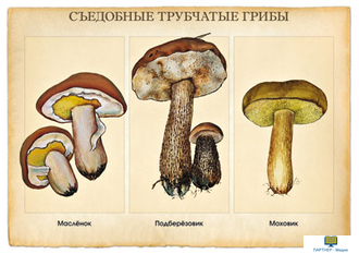 Грибы, комбинированное наглядное пособие (СD-диск + 10 карточек)