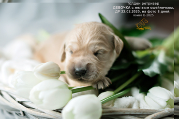 Девочка с ЖЕЛТЫМ ошейничком, 8 дней