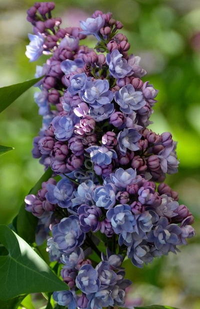 Сирень обыкновенная Ами Шотт