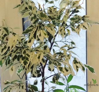 Ficus benjamina ‘Starlight’ / фикус старлайт