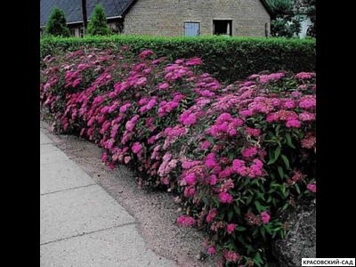 Спирея Энтони Ватерери