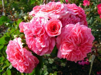 Пинк Свани (Pink Swany) роза ЗКС