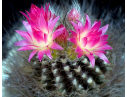 Neoporteria villosa - 5 семян