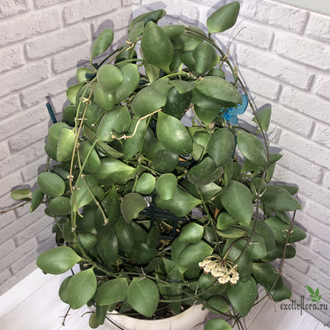 Hoya Incurvula ( Hoya Brevialata)
