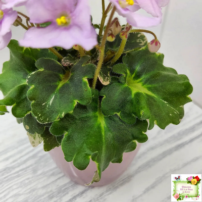 Morgan's Ivy League (C.Eros) (пестролистный гёрл)