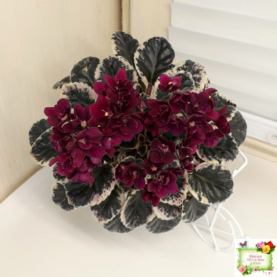 Black Jewel (H.Pittman) 02/14/04