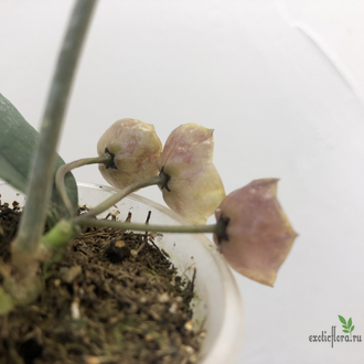 Hoya danumensis subsp. amarii