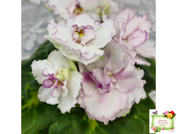 ВаТ-Соло Анфисы (Т. Валькова) 2021 г.