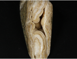 Арагонит, почковидные агрегаты, полировка, Россия, КЧР, Урупский район (63*23*20 мм, 34 г) №37739