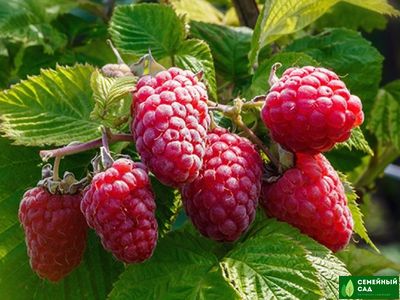 Малина "Гордость России"