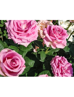 Роза чайно-гибридная Кул Ватер