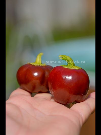 Перец Сладкий Mini Bell Сhocolate (Мини Белл Шоколадный), 10 шт