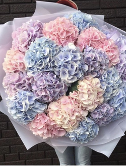 19 гортензий (цвет на выбор)