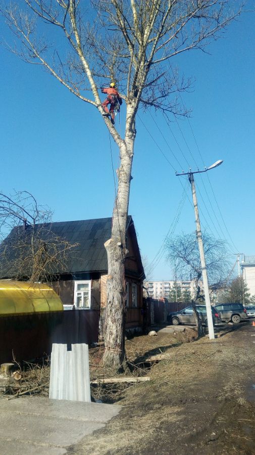 Спил аварийного тополя в Старой Руссе