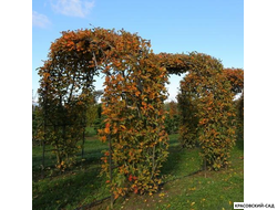 Арка из Ирги канадской - Amelanchier canadensis