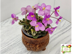 Toronto Belle (A.E.Adams) (детка)