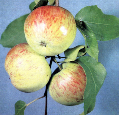 Скрыжапель (яблоня)